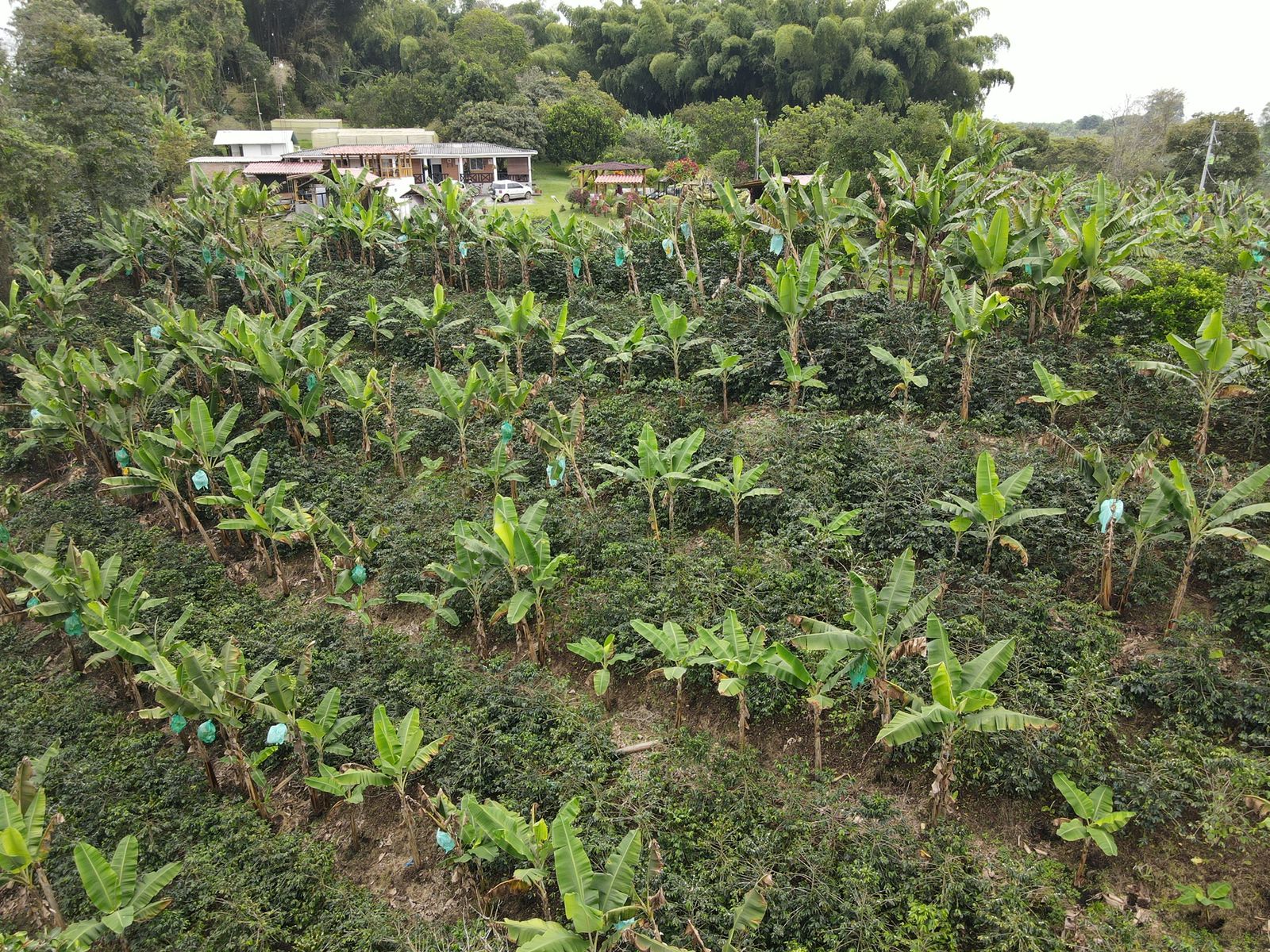 se vende finca en filandia 4.jpg