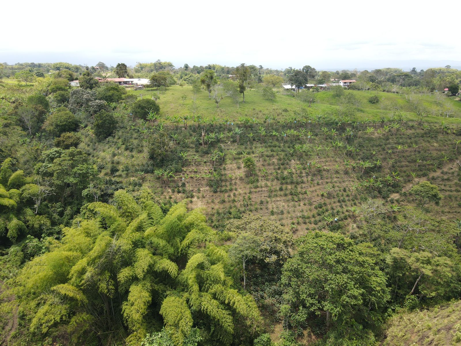 Se Vende Hermosa Finca Sector Vereda Barcelona Baja Circasia Montenegro (17).jpeg