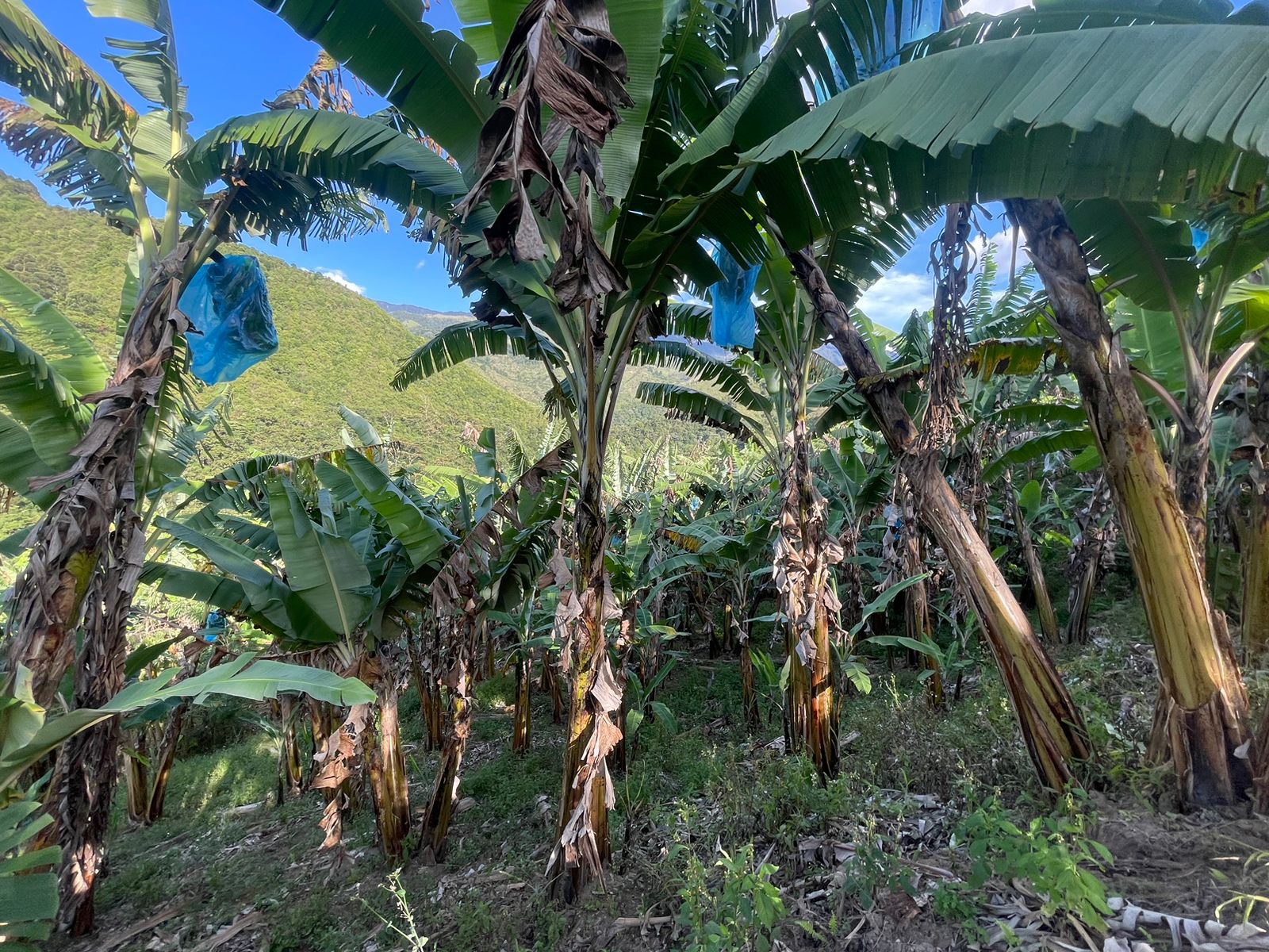 Se Vende Hermosa Finca A 7KM Del Municipio De Calarca (3).jpeg