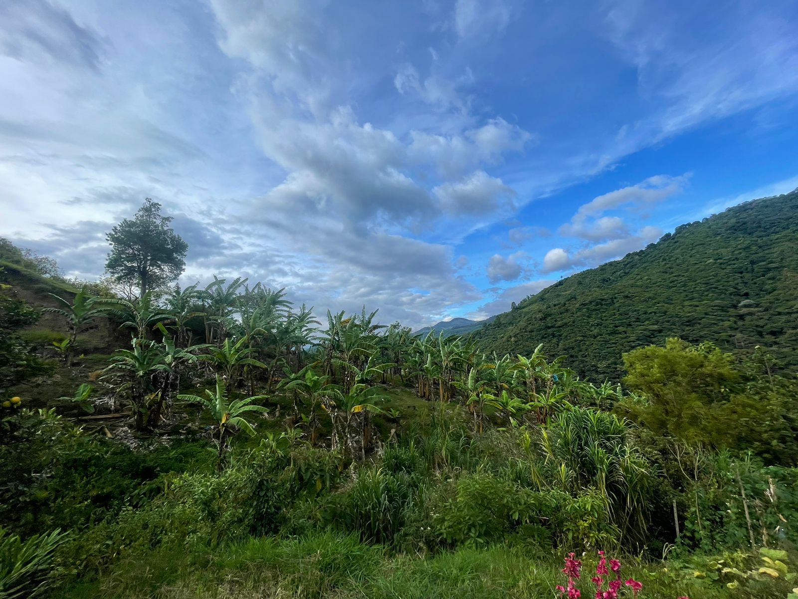 Se Vende Hermosa Finca A 7KM Del Municipio De Calarca (8).jpeg