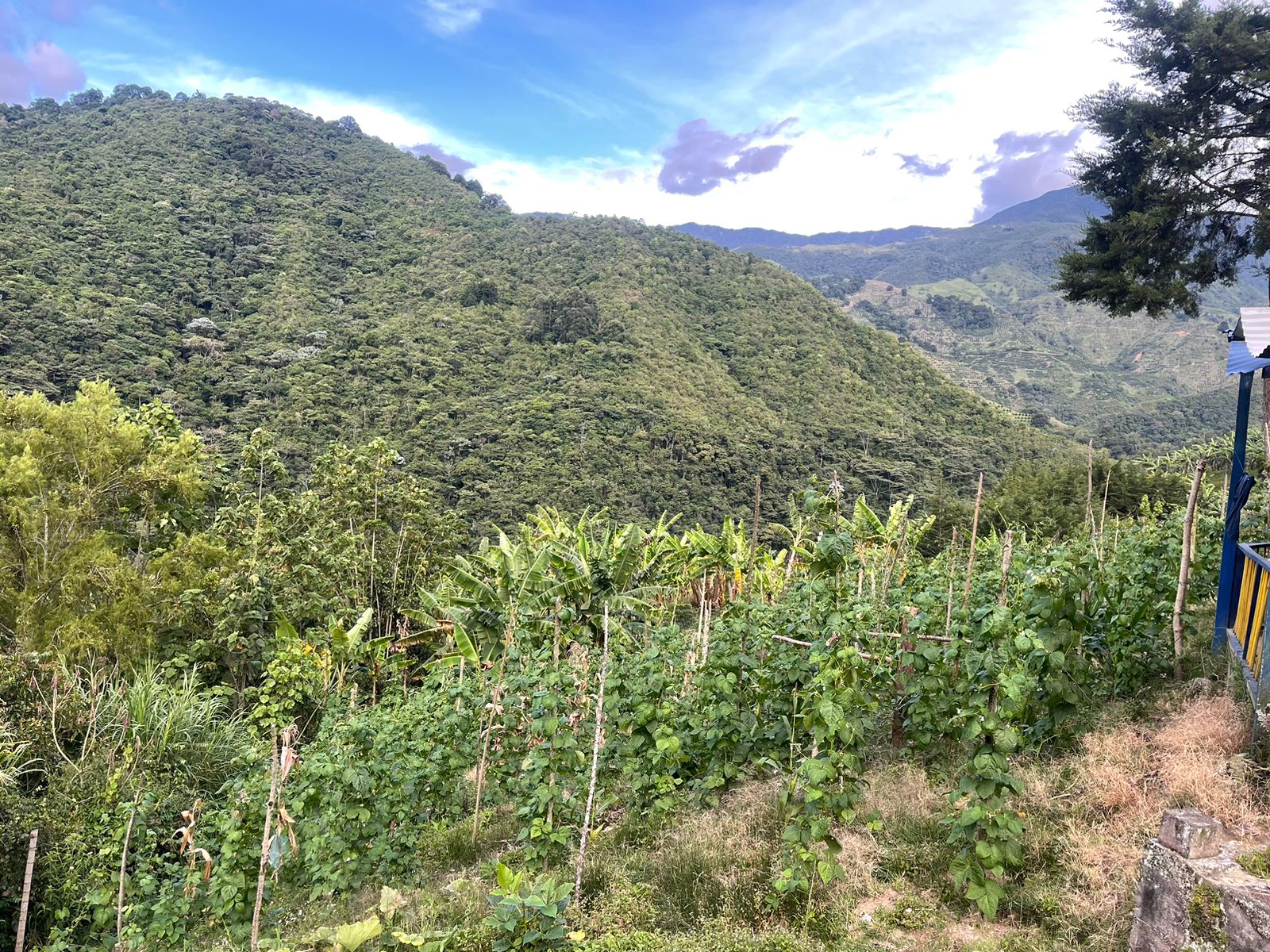 Se Vende Hermosa Finca A 7KM Del Municipio De Calarca (11).jpeg