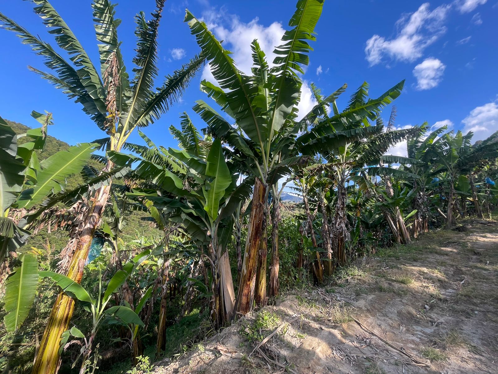 Se Vende Hermosa Finca A 7KM Del Municipio De Calarca (13).jpeg