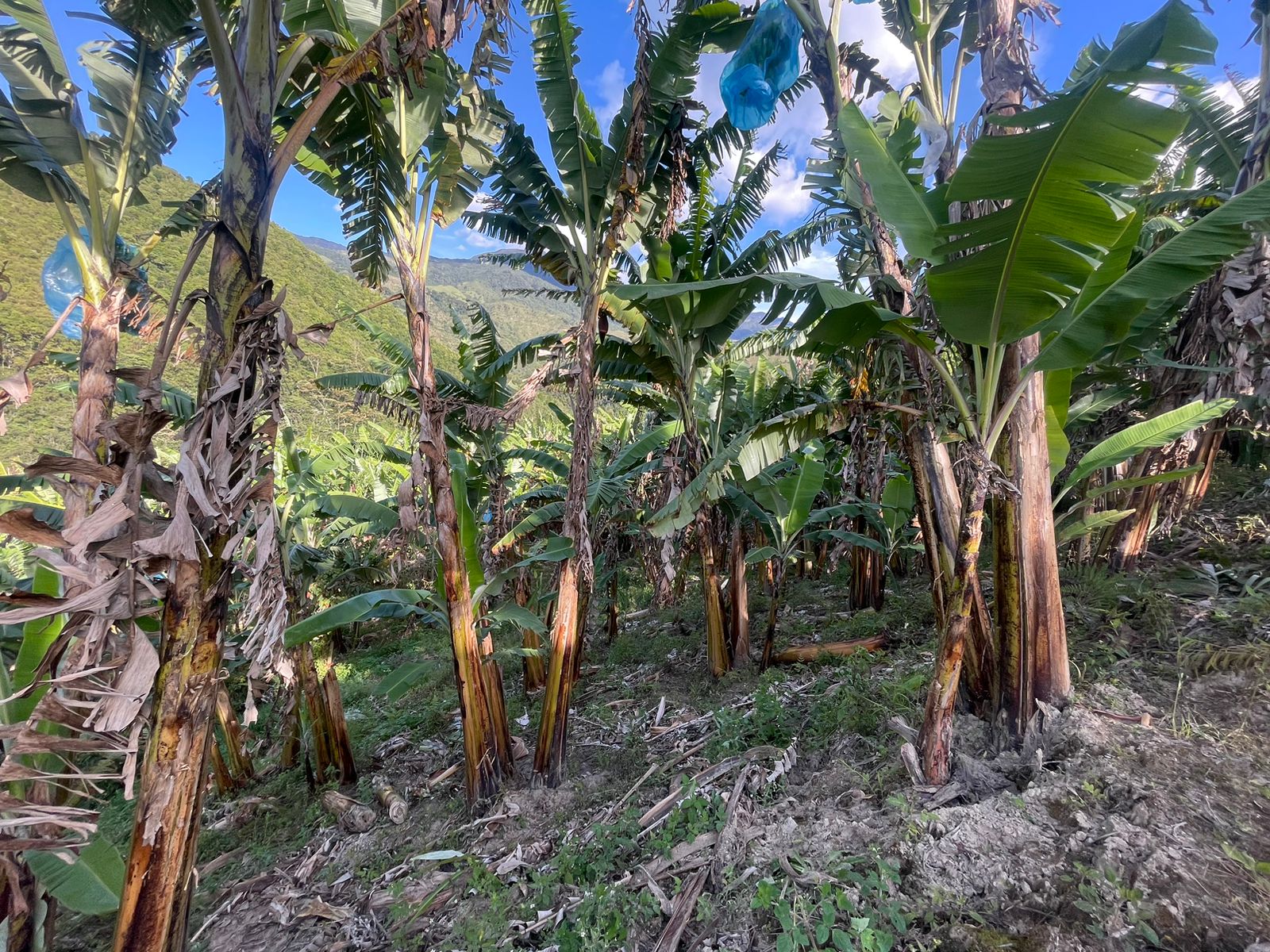 Se Vende Hermosa Finca A 7KM Del Municipio De Calarca (15).jpeg