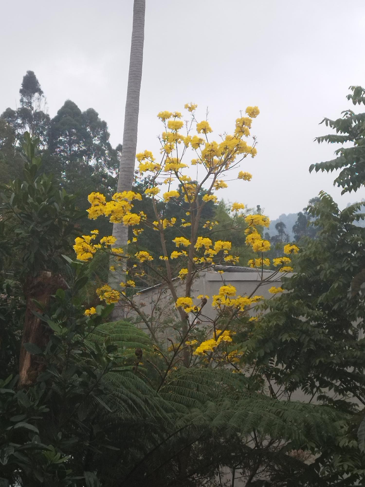 Se Vende Casa Lote Barrio Las Colinas Salento Quindío (8).jpg