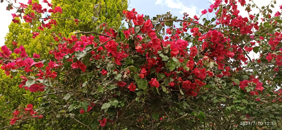 Finca Para La Venta Montenegro Quindio (17).jpeg