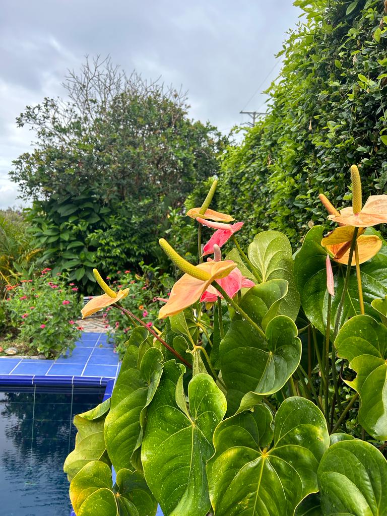 Finca Para La Venta Montenegro Quindio (22).jpeg