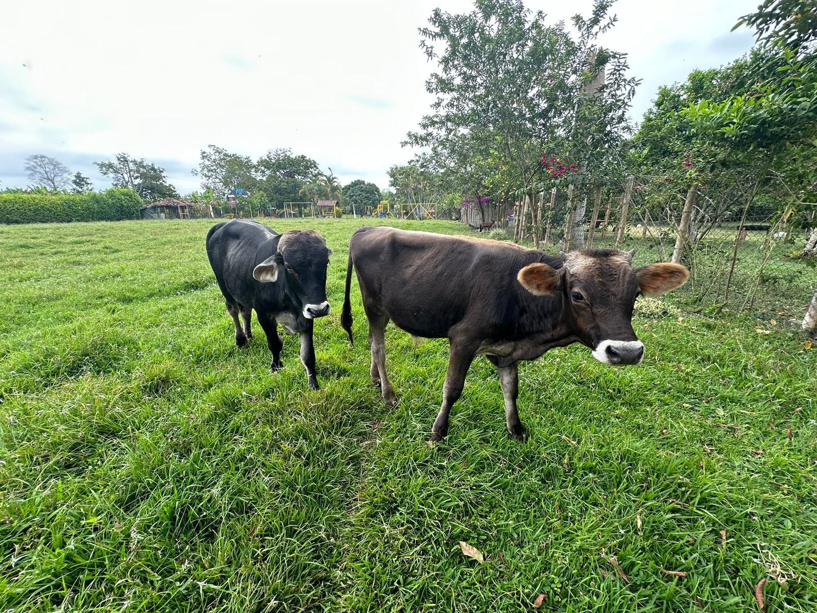 SE VENDE FINCA  EN MONTENEGRO (2).jpg