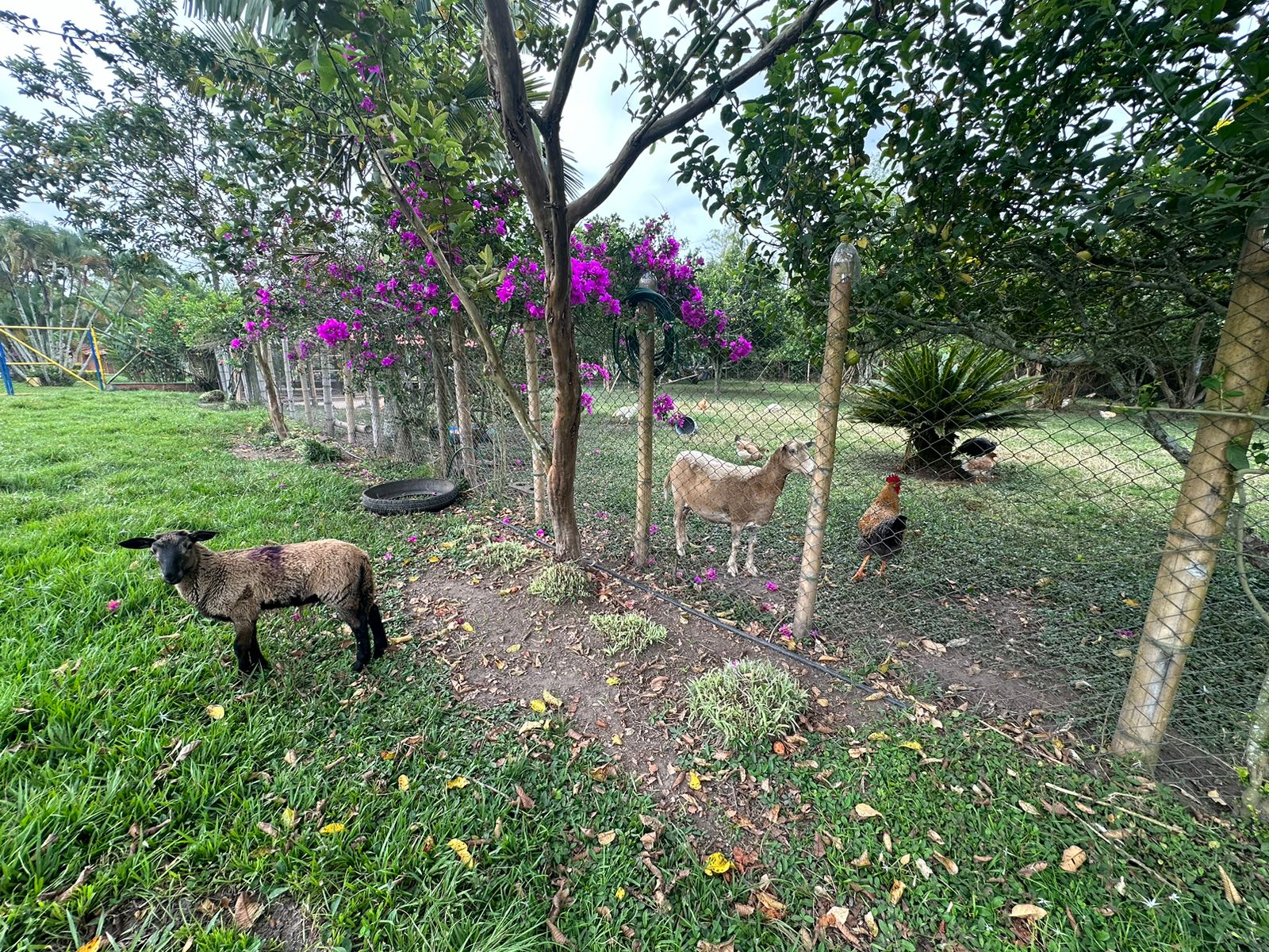 SE VENDE FINCA  EN MONTENEGRO (3).jpg