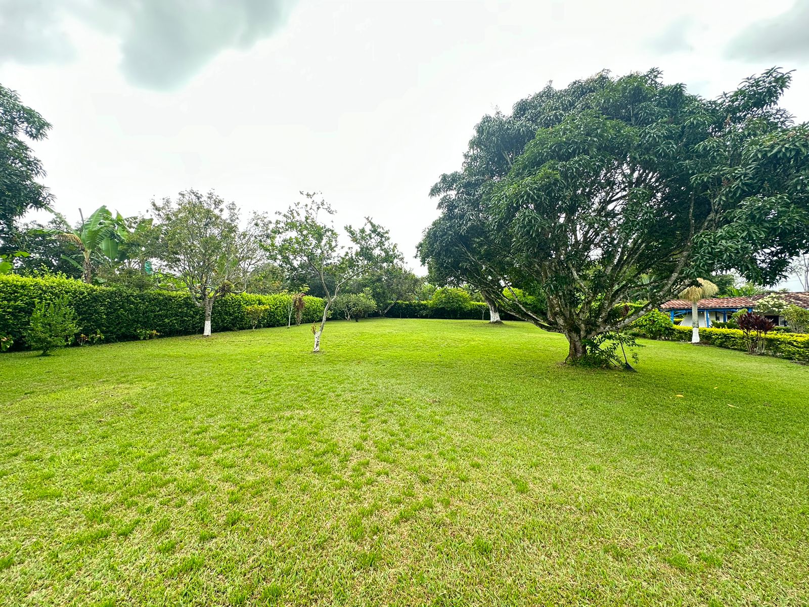 SE VENDE FINCA  EN MONTENEGRO (23).jpg