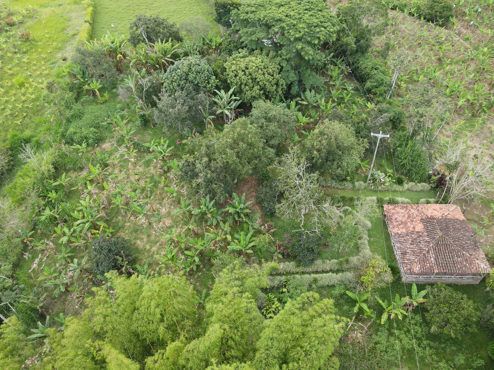 SE VENDE FINCA  EN MONTENEGRO (28).jpg