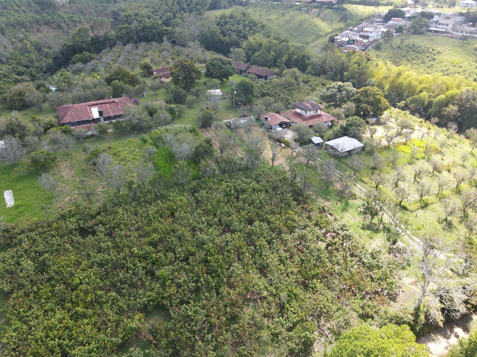 se vende finca en el municipio de quimbaya (5).jpg