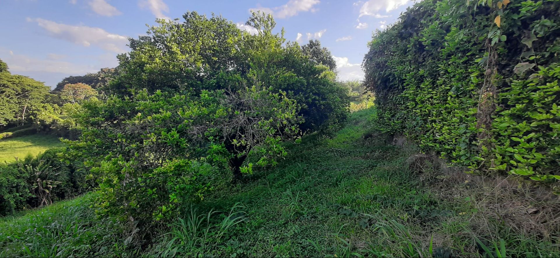 SE VEND LOTE VI EN LA TEBAIDA (13).jpg