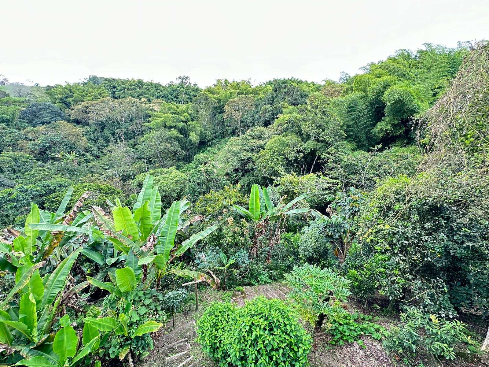 Finca Para Venta Sector La India Filandia Quindio (24).jpeg