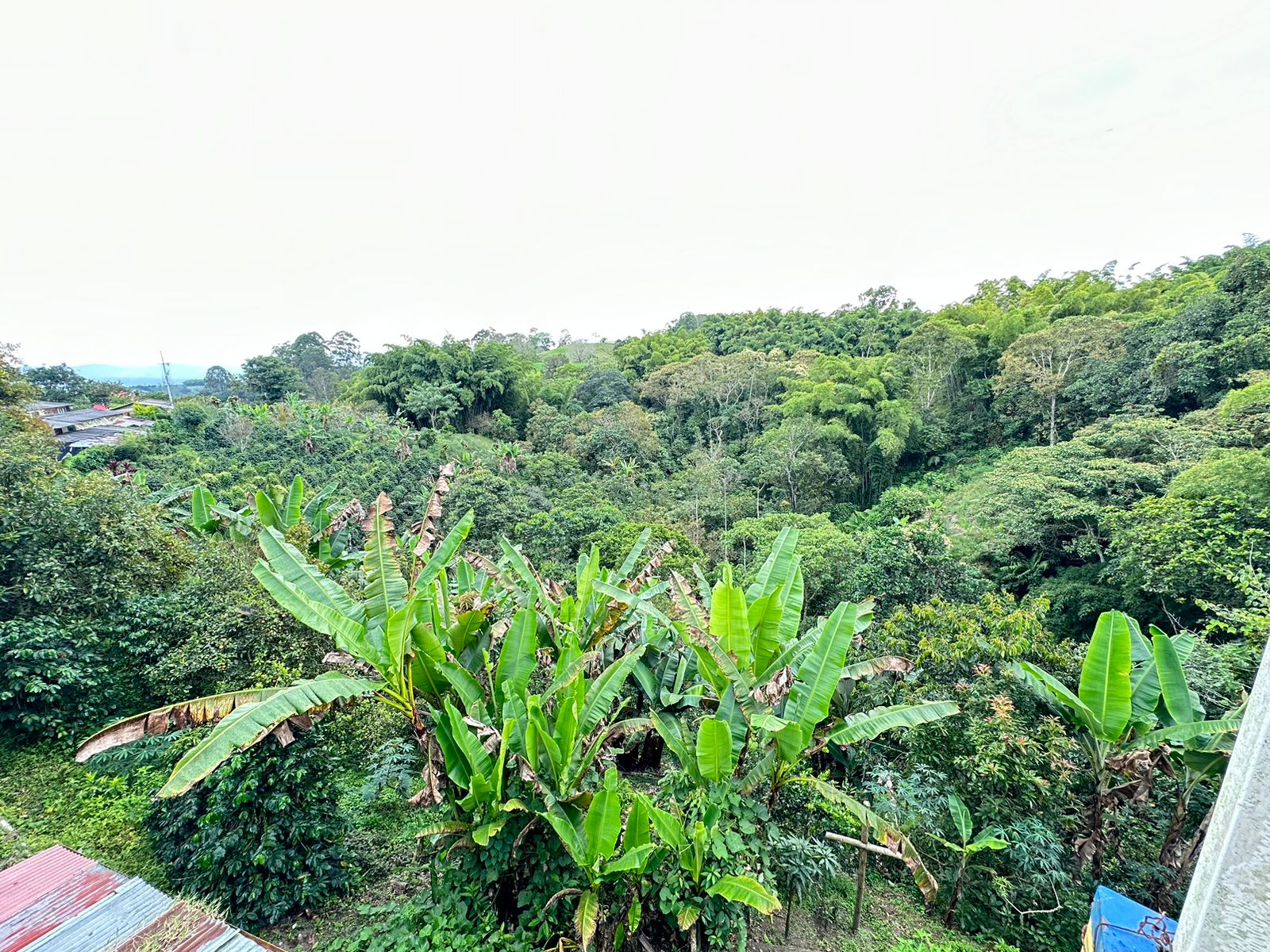 Finca Para Venta Sector La India Filandia Quindio (20).jpeg