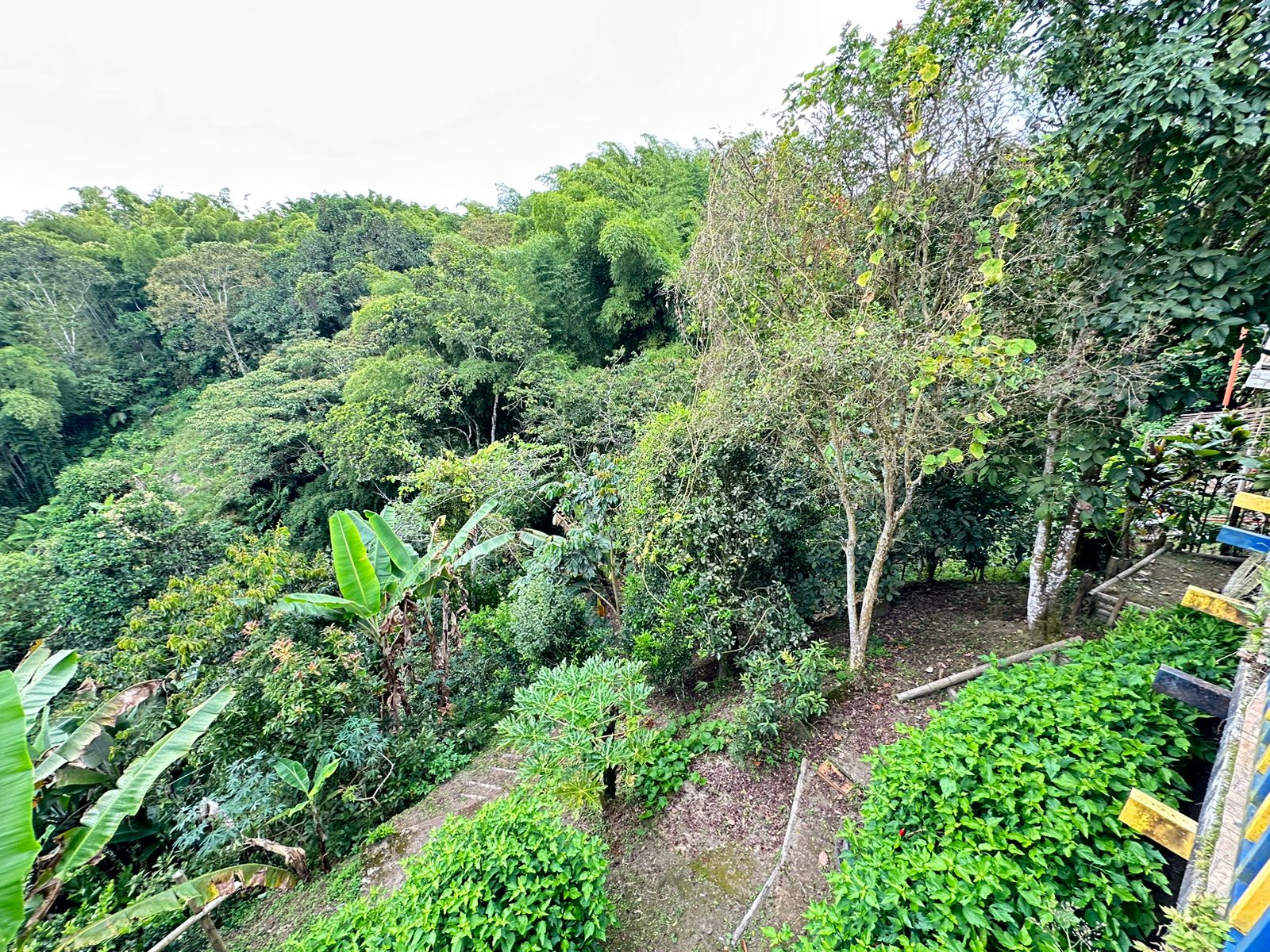 Finca Para Venta Sector La India Filandia Quindio (23).jpeg