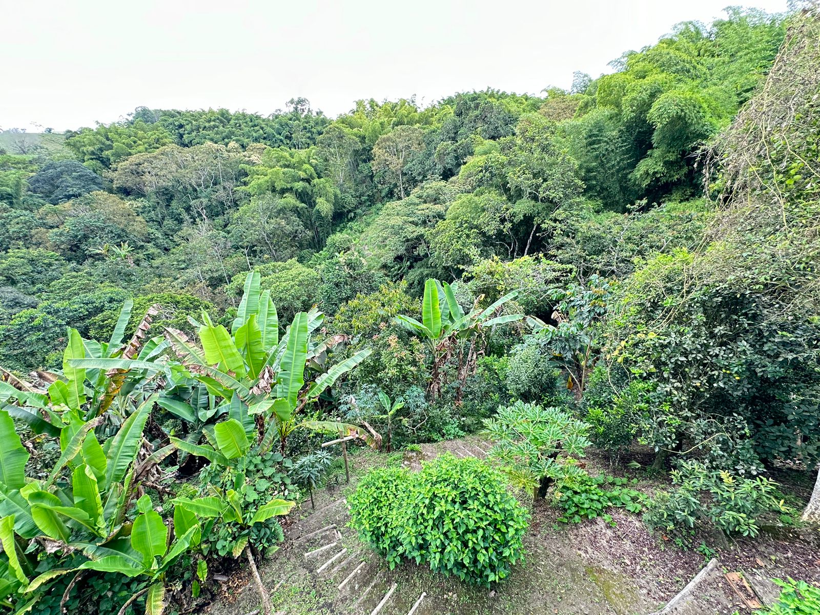 Finca Para Venta Sector La India Filandia Quindio (21).jpeg