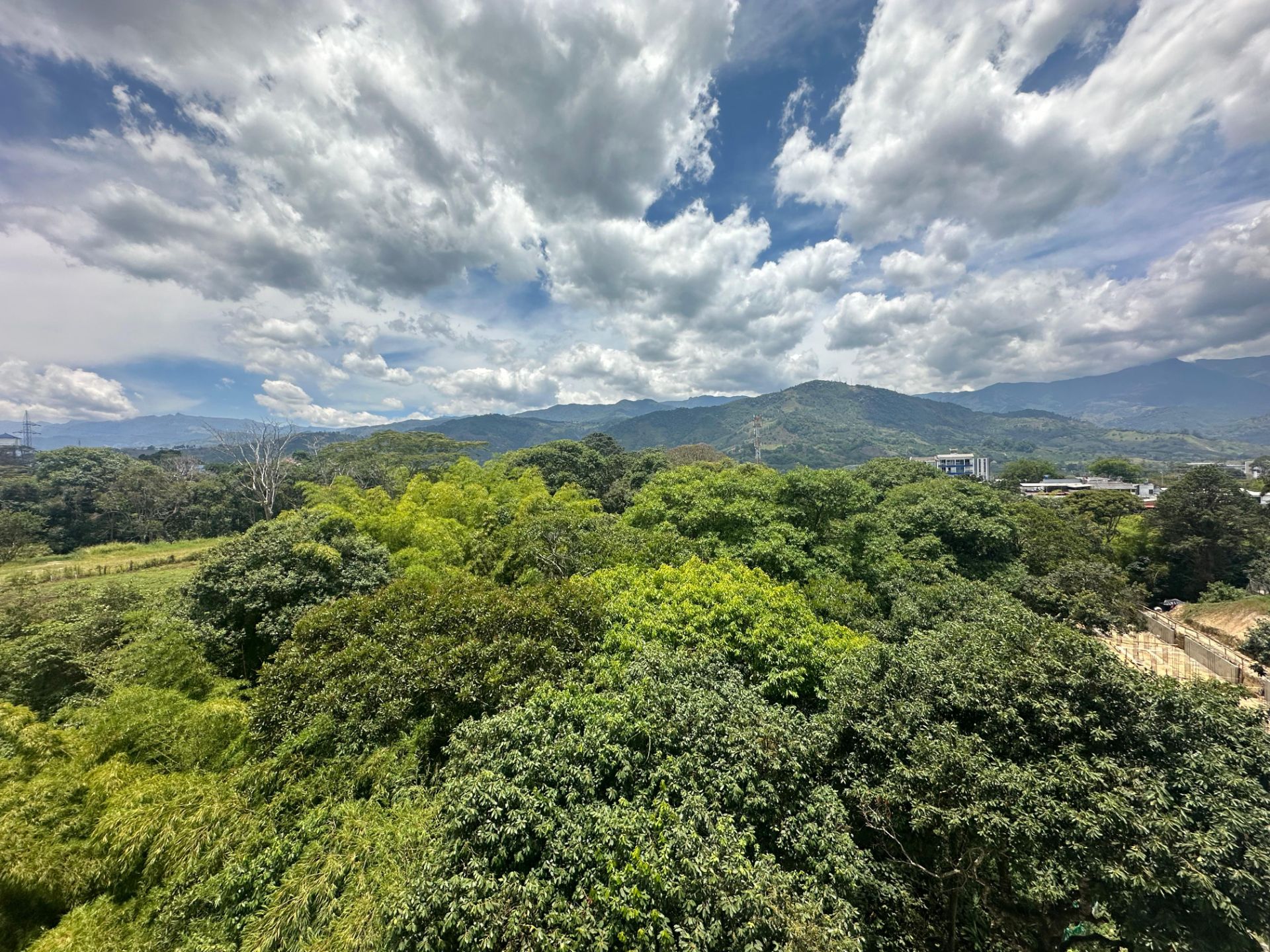 FORESTA 606  (15).jpeg