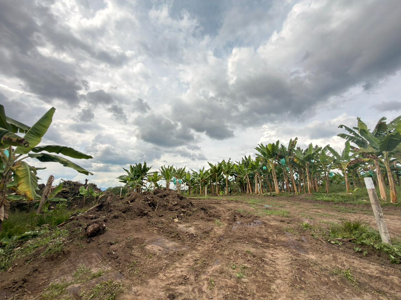 PROYECTO CAYALA 3..jpeg