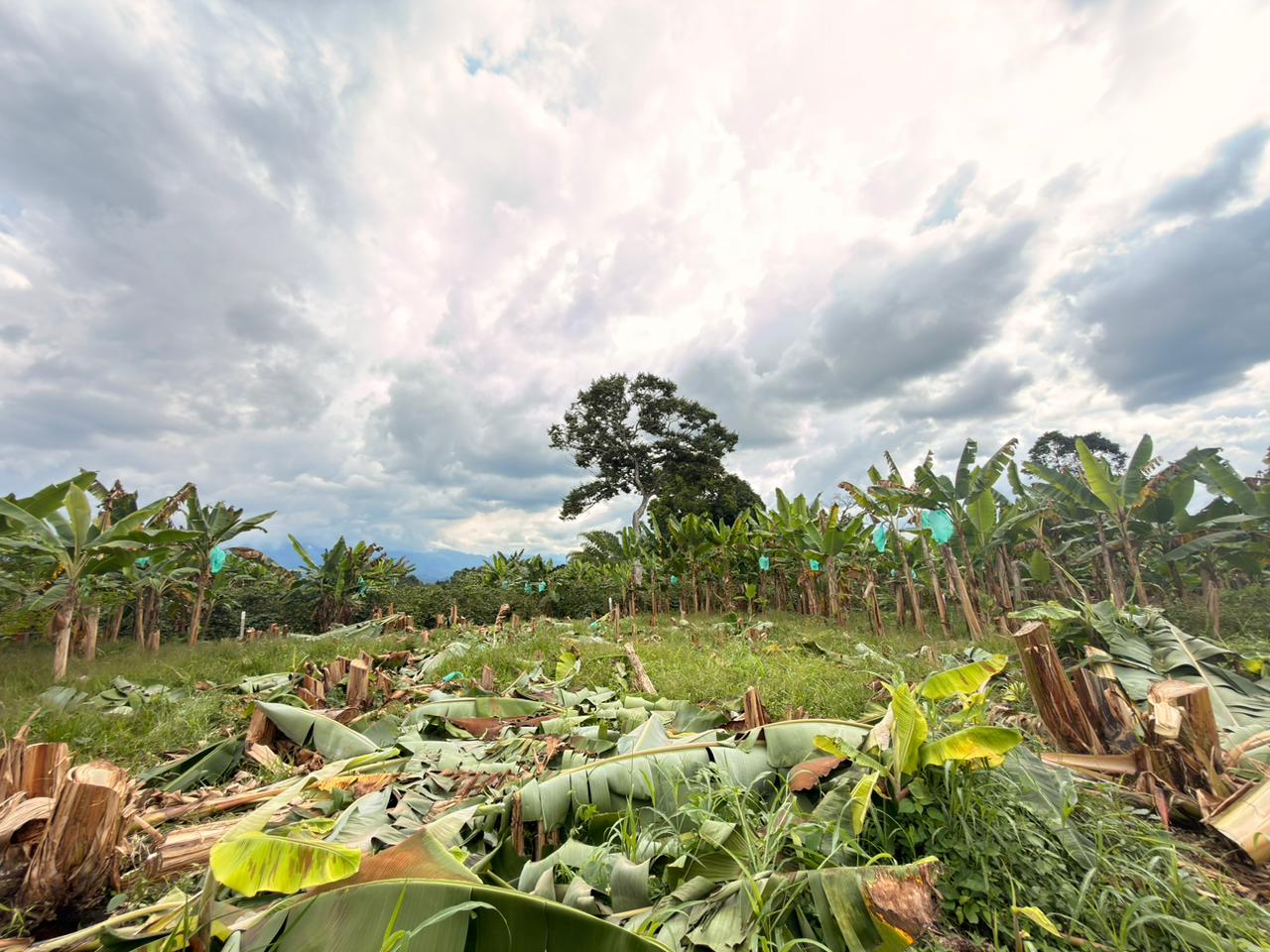 PROYECTO CAYALA 4..jpeg