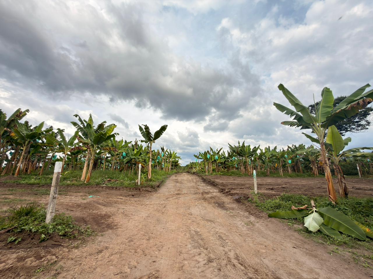 PROYECTO CAYALA 2..jpeg