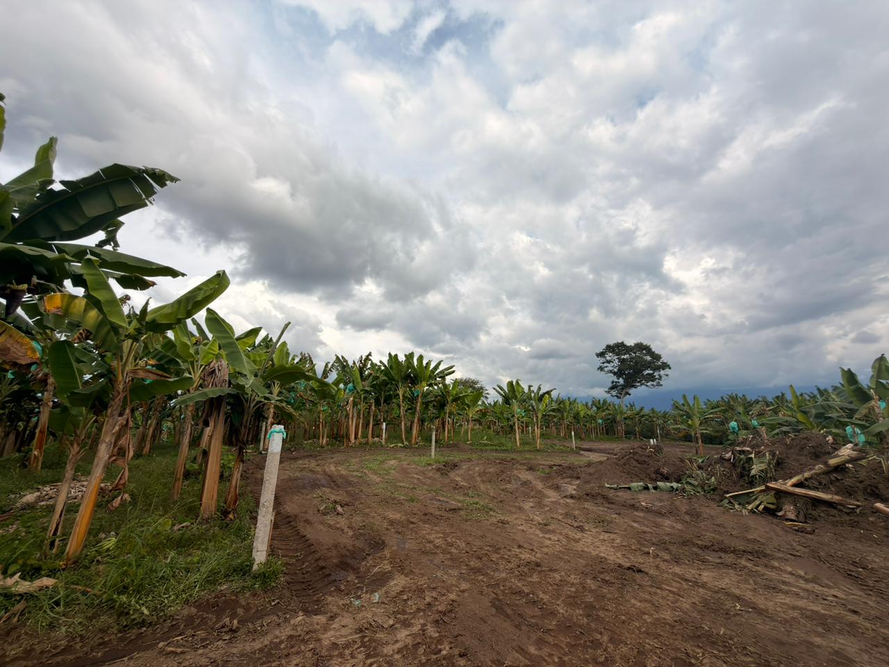 PROYECTO CAYALA 7..jpeg