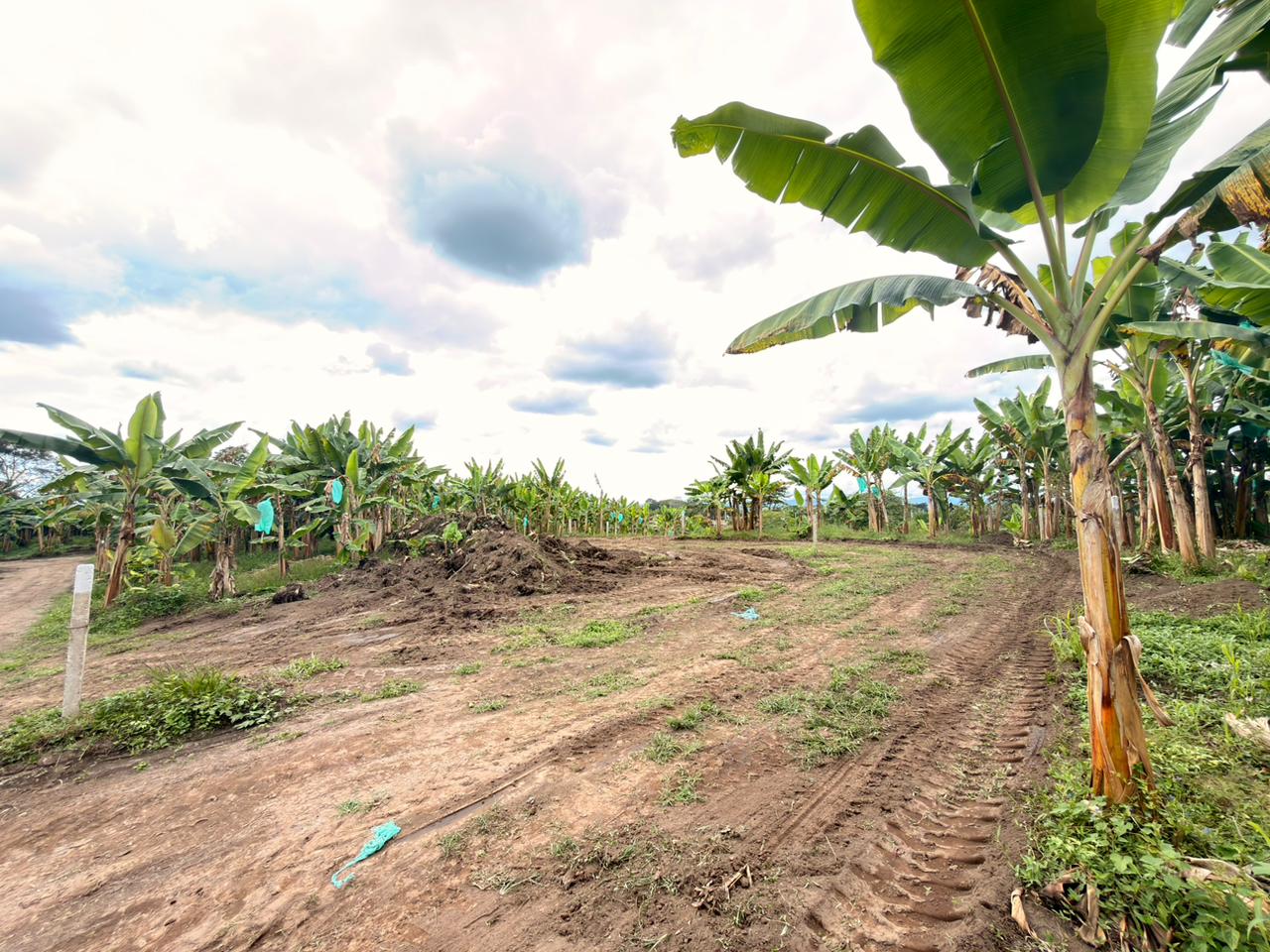 PROYECTO CAYALA 16..jpeg