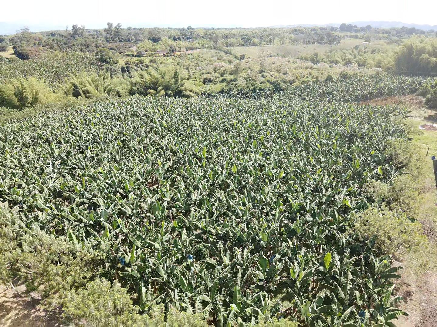SE VENDE FINCA EN MONTENEGRO 6..jpeg