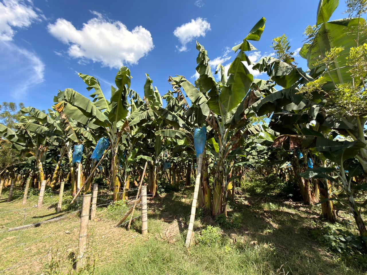 SE VENDE FINCA EN MONTENEGRO 16..jpeg