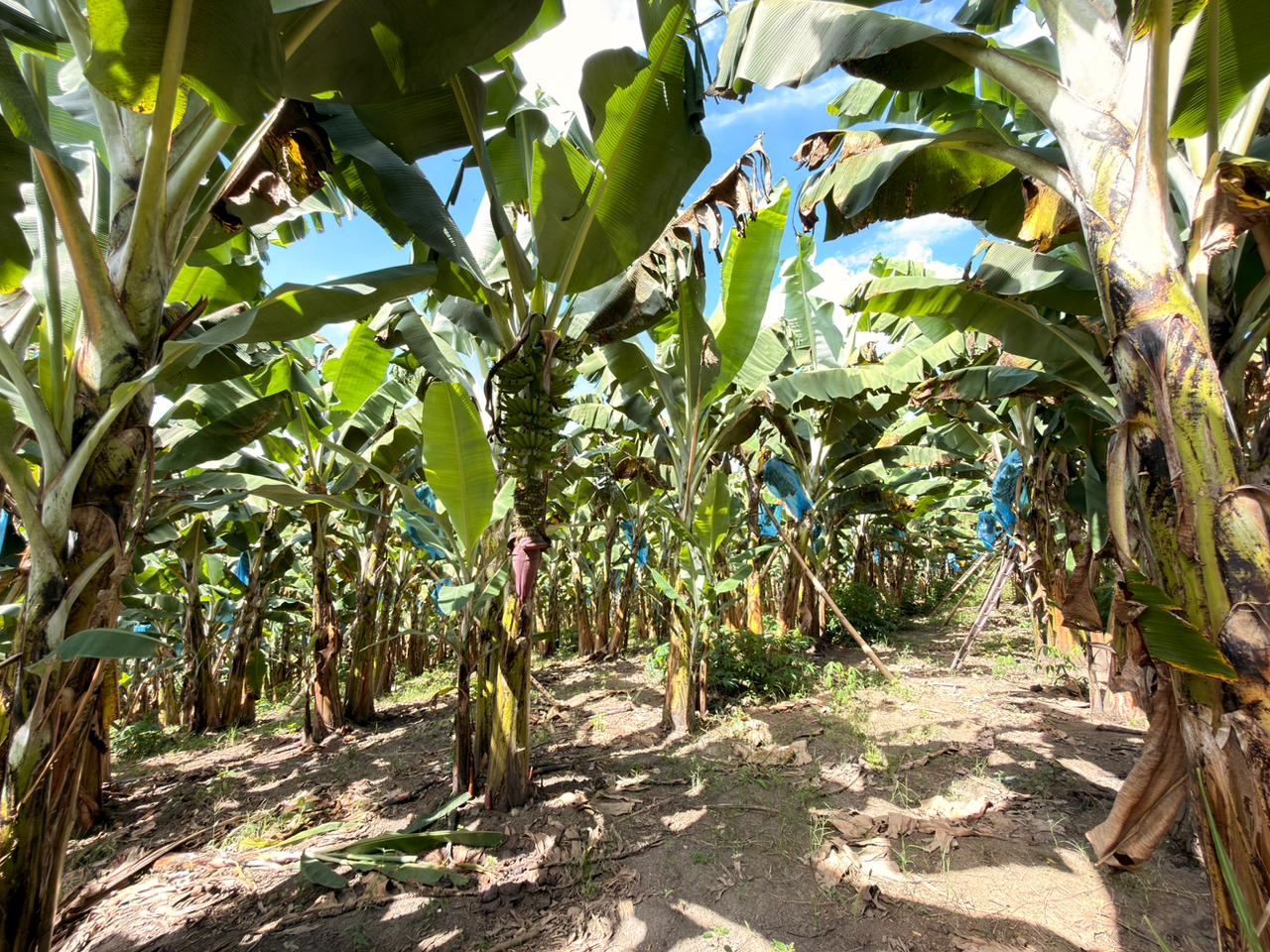 SE VENDE FINCA EN MONTENEGRO 18..jpeg